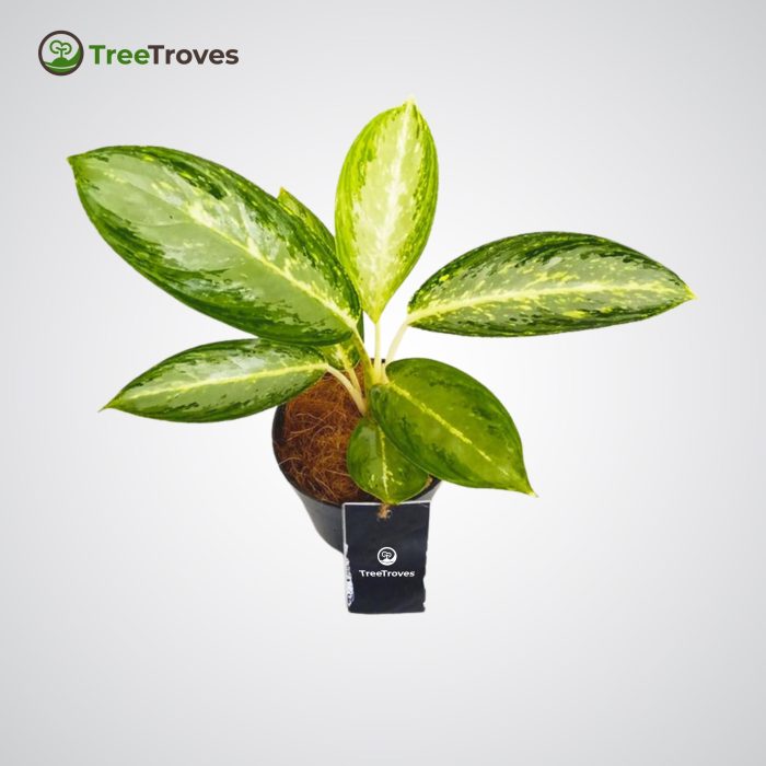 Aglaonema Diamond Bay Tree Troves Plant - 1