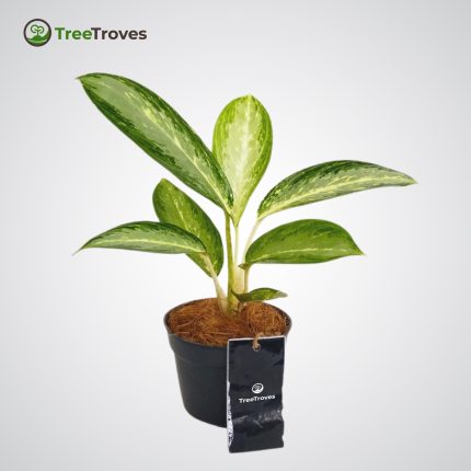 Aglaonema Diamond Bay – Bright & Elegant Plant for Indoor Decor