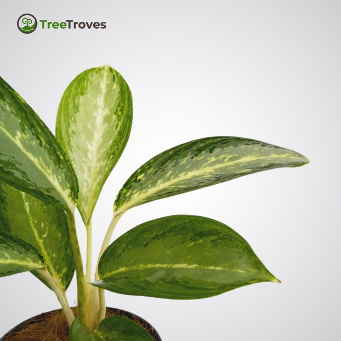 Aglaonema Diamond Bay Tree Troves Plant - 3
