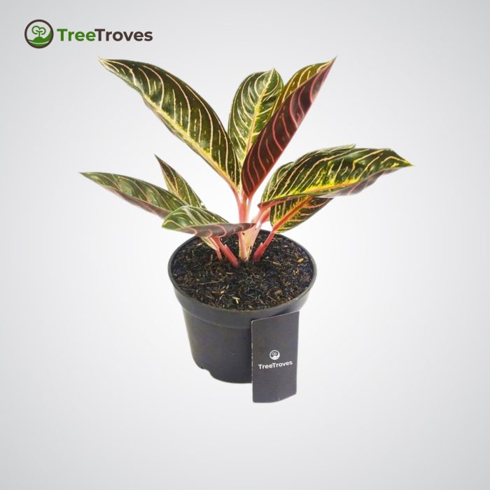 Aglaonema Pride of sumatra TreeTroves Plants-1