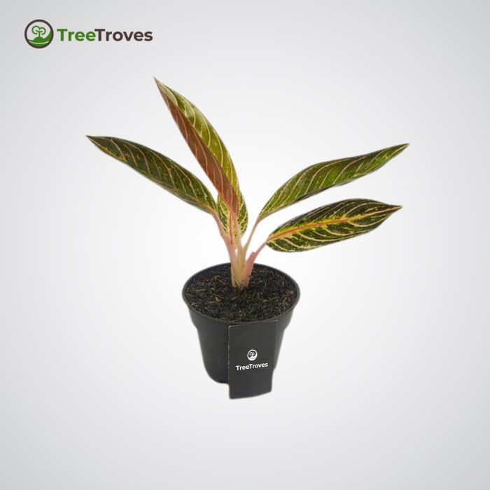 Aglaonema Pride of sumatra TreeTroves Plants-4