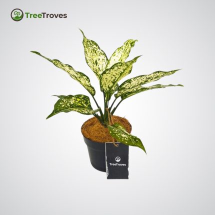 Aglaonema Snow White