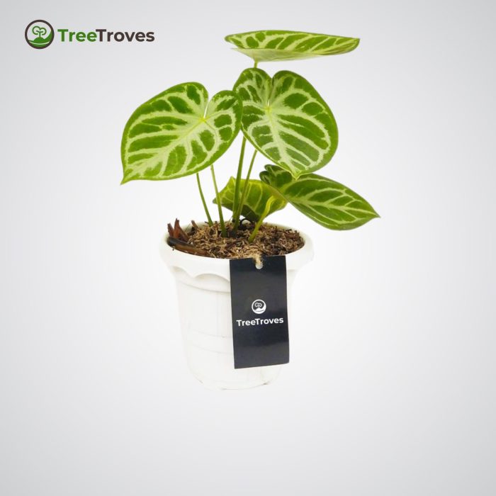 Anthurium 'Dorayaki' Hybrid treetroves-1