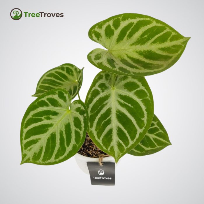 Anthurium 'Dorayaki' Hybrid treetroves-2