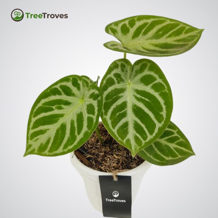 Anthurium 'Dorayaki' Hybrid treetroves-3