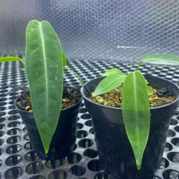 Anthurium Warocqueanum treetroves-1-min