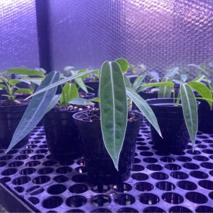 Anthurium Warocqueanum treetroves-2-min