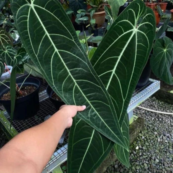 Anthurium Warocqueanum treetroves-3-min