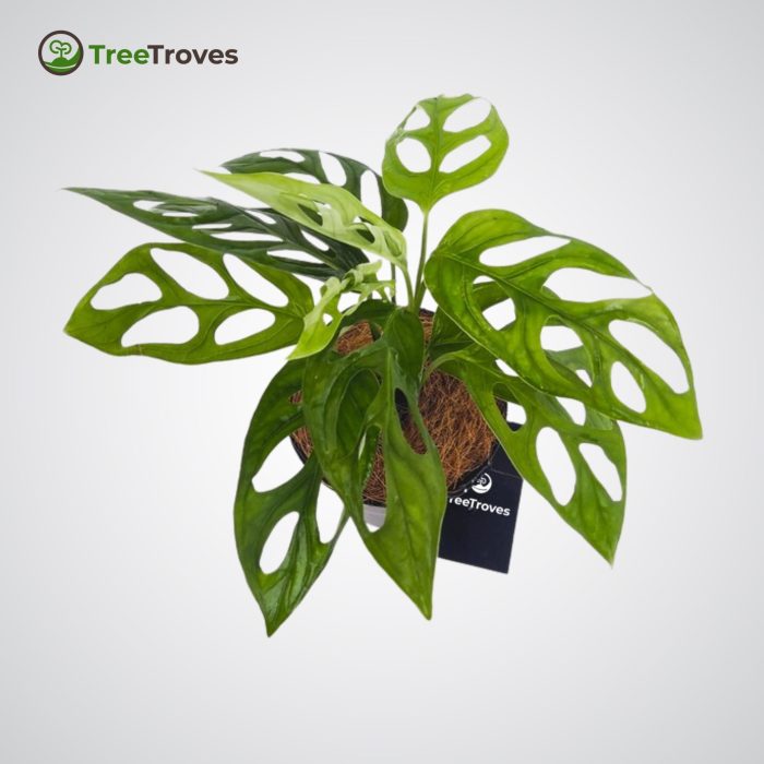 Monstera adansonii treetroves plant-1