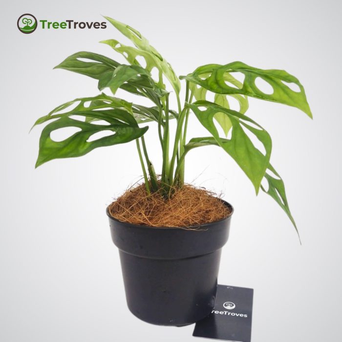Monstera adansonii treetroves plant-2