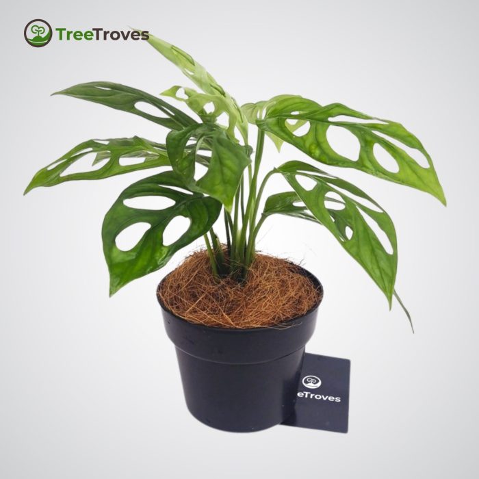 Monstera adansonii treetroves plant-3
