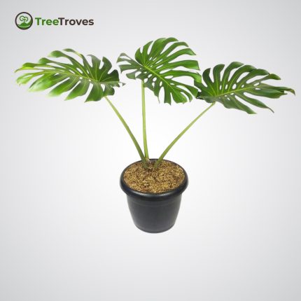 Monstera Deliciosa – Iconic Foliage for a Stylish Indoor Jungle
