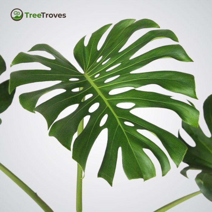 Monstera deliciosa plant-2