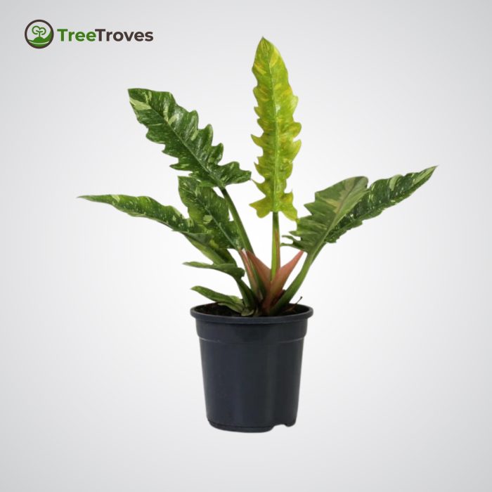 Philodendron ‘Ring of Fire’ Variegata treetroves-1