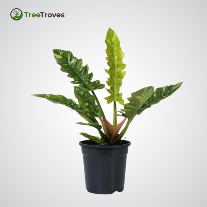 Philodendron ‘Ring of Fire’ Variegata treetroves-2