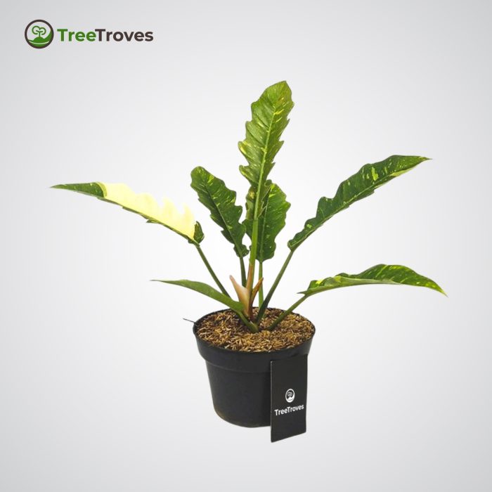 Philodendron ‘Ring of Fire’ Variegata treetroves-3