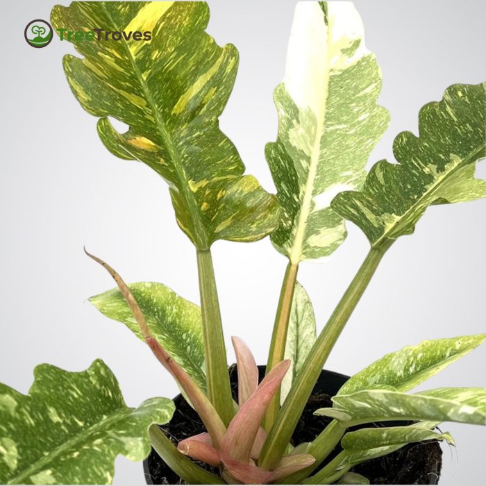 Philodendron ‘Ring of Fire’ Variegata treetroves-4