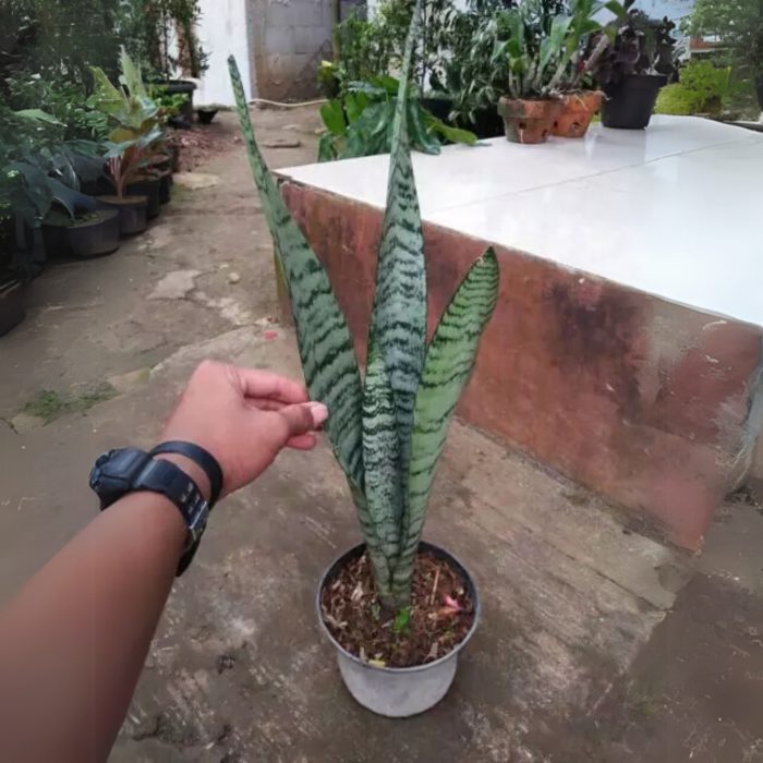 Sansevieria Trifasciata