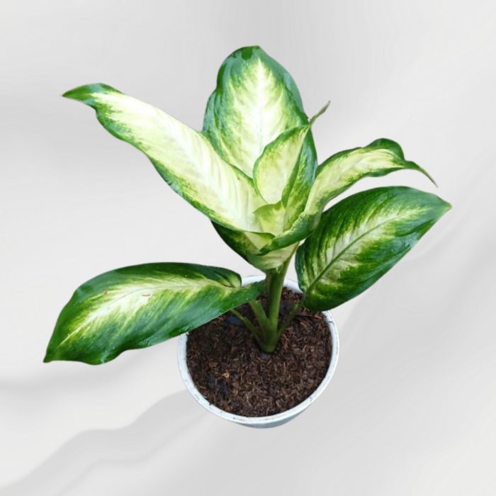 Treetroves Camille Dieffenbachia Live Plant-1