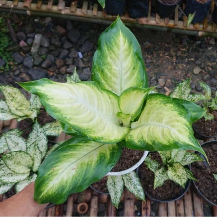 Treetroves Camille Dieffenbachia Live Plant-2