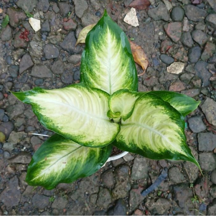 Treetroves Camille Dieffenbachia Live Plant-3