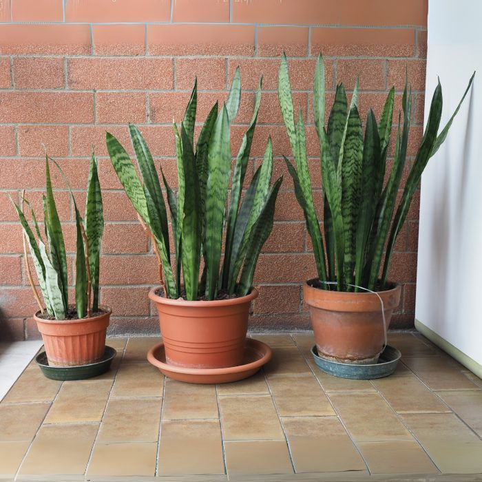 Treetroves Indoor plants Sansevieria Zeylanica-3