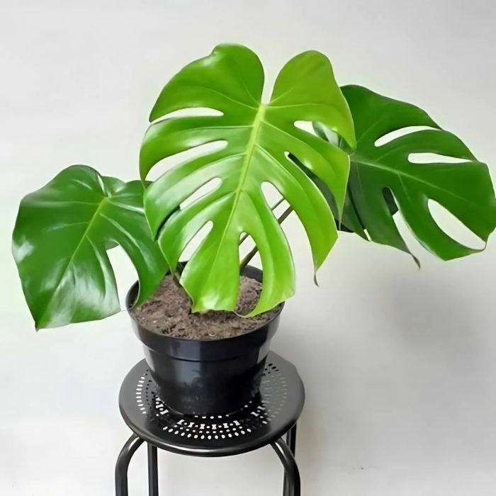 Treetroves Monstera deliciosa-3