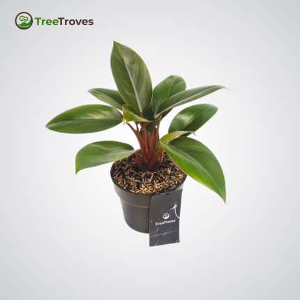 Philodendron Red Congo – Bold Tropical Foliage with Striking Red Stems