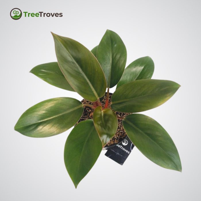 Treetroves Philodendron 'Red Congo Petite'-2