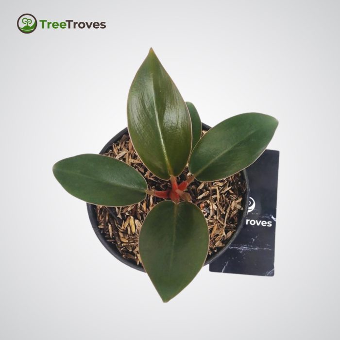 Treetroves Philodendron 'Red Congo Petite'-3
