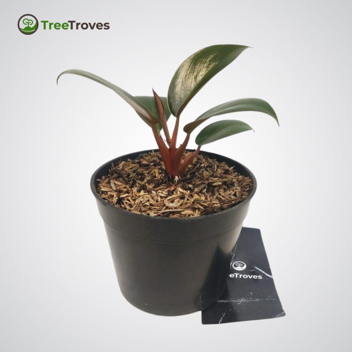 Treetroves Philodendron 'Red Congo Petite'-4