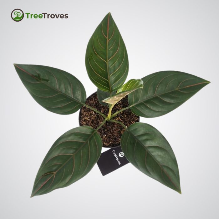 aglaonema rotundum treetroves plant - 2