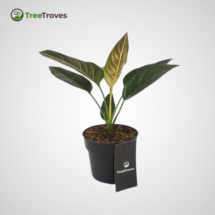 aglaonema rotundum treetroves plant - 3