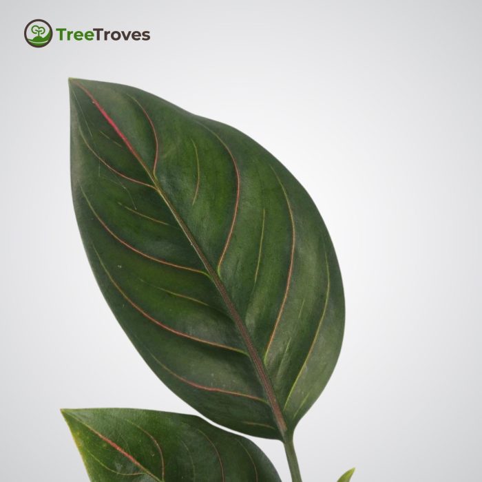 aglaonema rotundum treetroves plant - 4