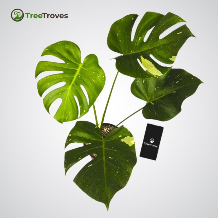 monstera thai constellation Treetroves-1