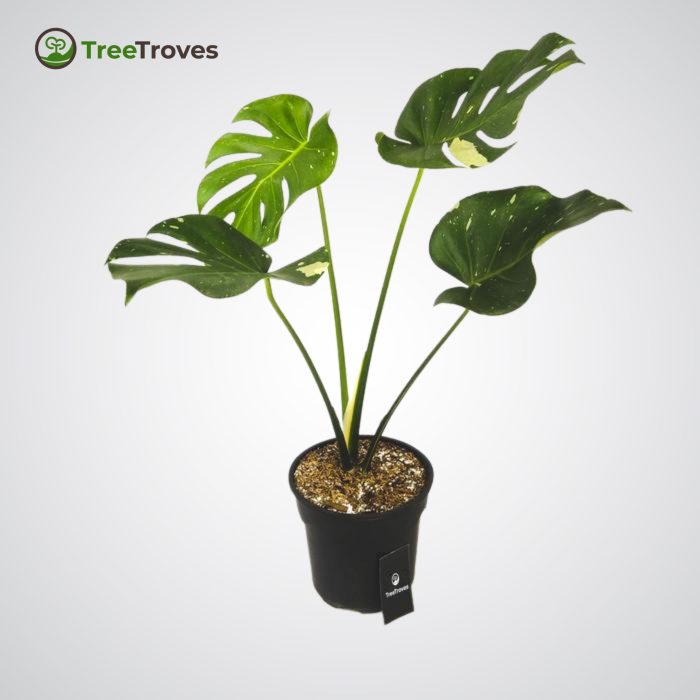 monstera thai constellation Treetroves-2