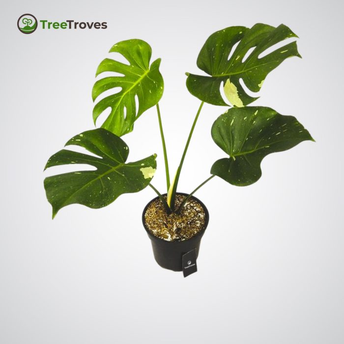 monstera thai constellation Treetroves