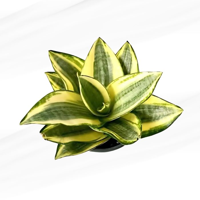 sansevieria pagoda yellow plants treetroves-1