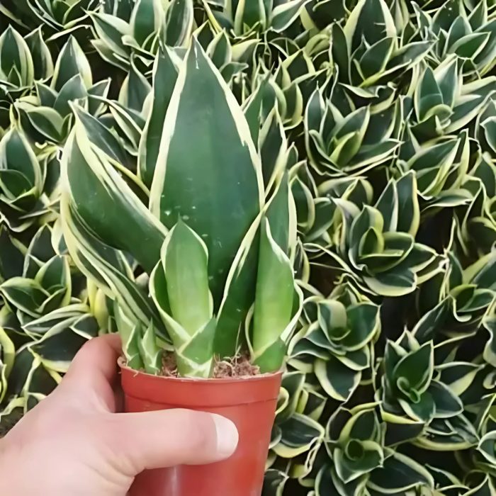 sansevieria pagoda yellow plants treetroves-3