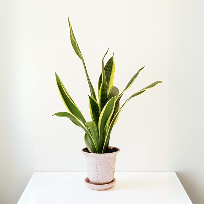 sansevieria trifasciata Treetroves Plants-1