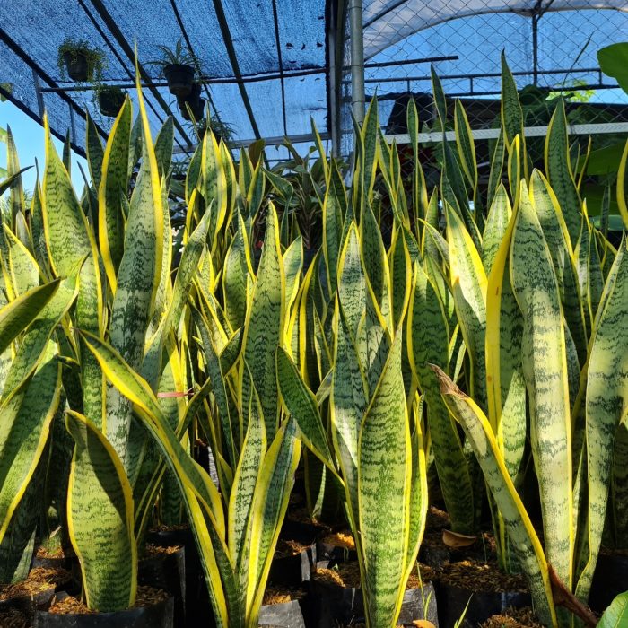 sansevieria trifasciata Treetroves Plants-2