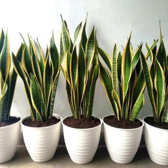 sansevieria trifasciata Treetroves Plants-3
