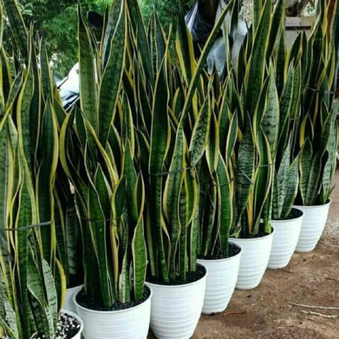 sansevieria trifasciata Treetroves Plants-4