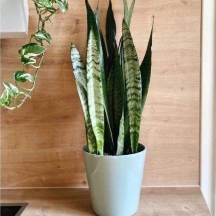 Sansevieria Trifasciata (Snake Plant) – Rare Silver Snake Plant