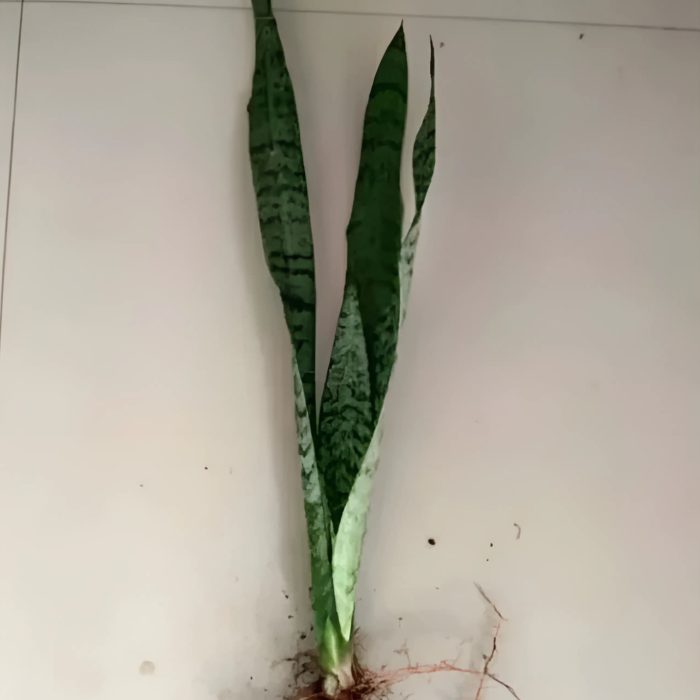 sansevieria trifasciata treetroves-2-min