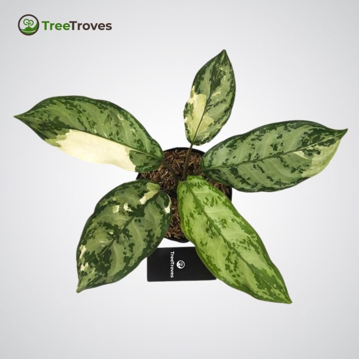 Aglaonema Commutatum Variegata Treetroves plant-3