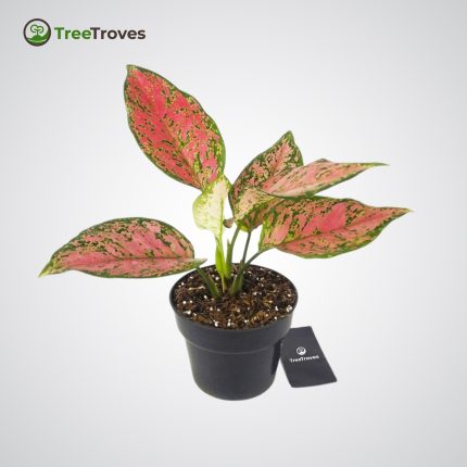 Aglaonema Dud Anjamani