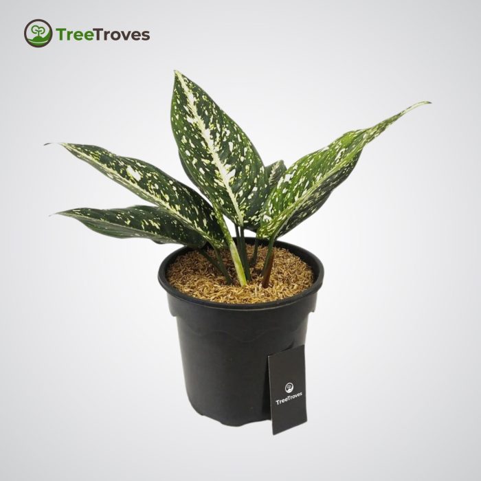 Aglaonema Morodoklok TreeTroves Plant -1