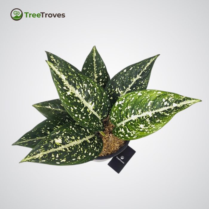 Aglaonema Morodoklok TreeTroves Plant -2