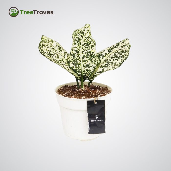 Aglaonema Morodoklok TreeTroves Plant -3